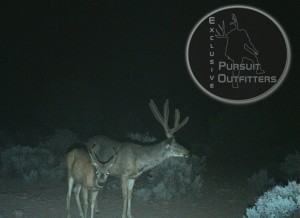 13A Arizona Mule Deer