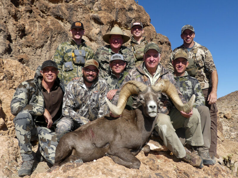 Larry's Giant Desert Bighorn