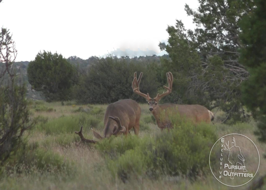 Over-the-Counter Archery Mule Deer hunts hold some huge value & potential. 