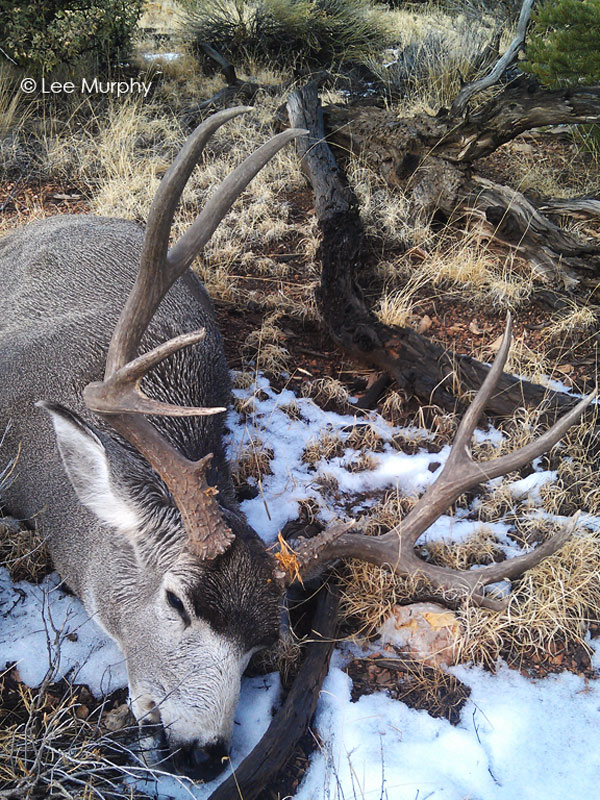 Persistance and effort helped find this big Archery Mule Deer buck on the ground. 