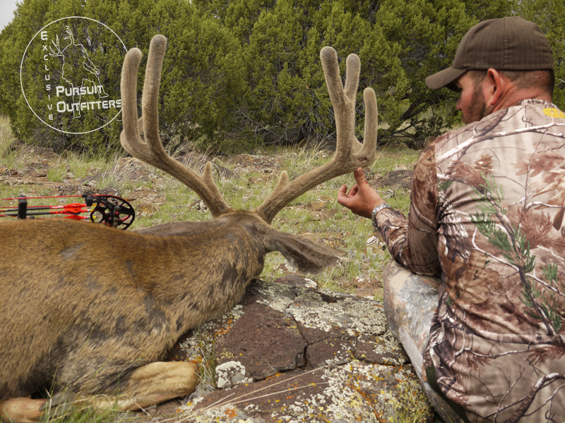 ArcheryMuleDeerHuntsArizona Exclusive Pursuit Outfitters, LLC