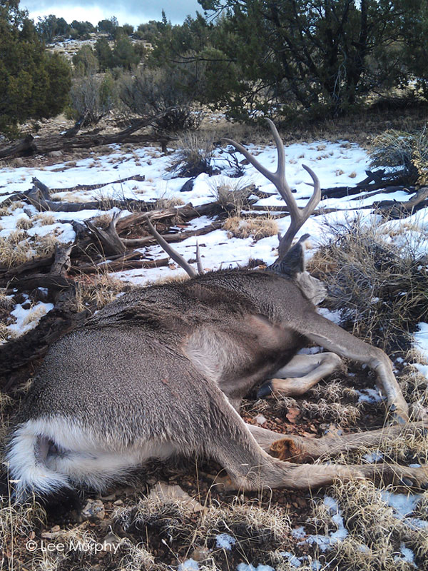 The big Archery Mule Deer buck laying as guide Lee Murphy found him.  