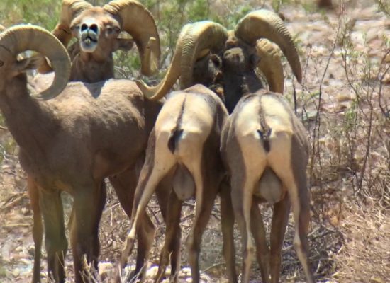 Arizona Desert Bighorn Rams