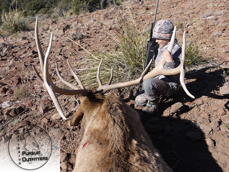 Arizona Guided Trophy Elk Hunts Exclusive Pursuit Outfitters, LLC