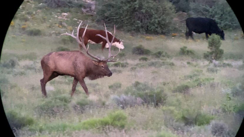 Largest Arizoa Elk in 2021