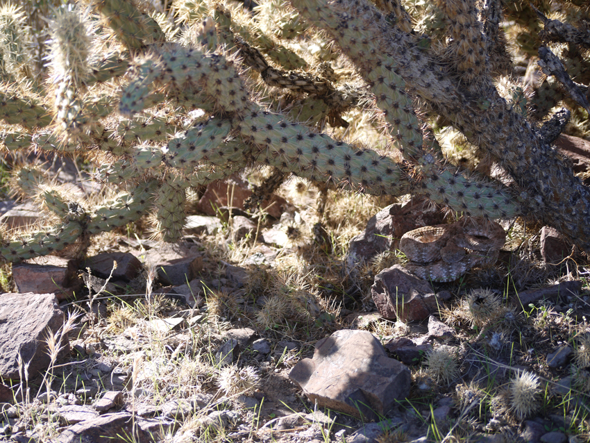 Rattle snakes are abundant during the summer and fall months in desert bighorn sheep country. 