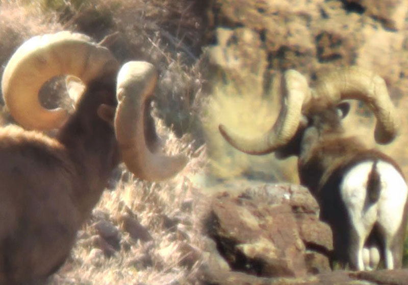Both of these rams are Nelsoni Desert Bighorn B&C Record Book Rams, but  as you can see their horn structures are extremely different.  