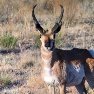 Big Pronghorn Buck Head on Look