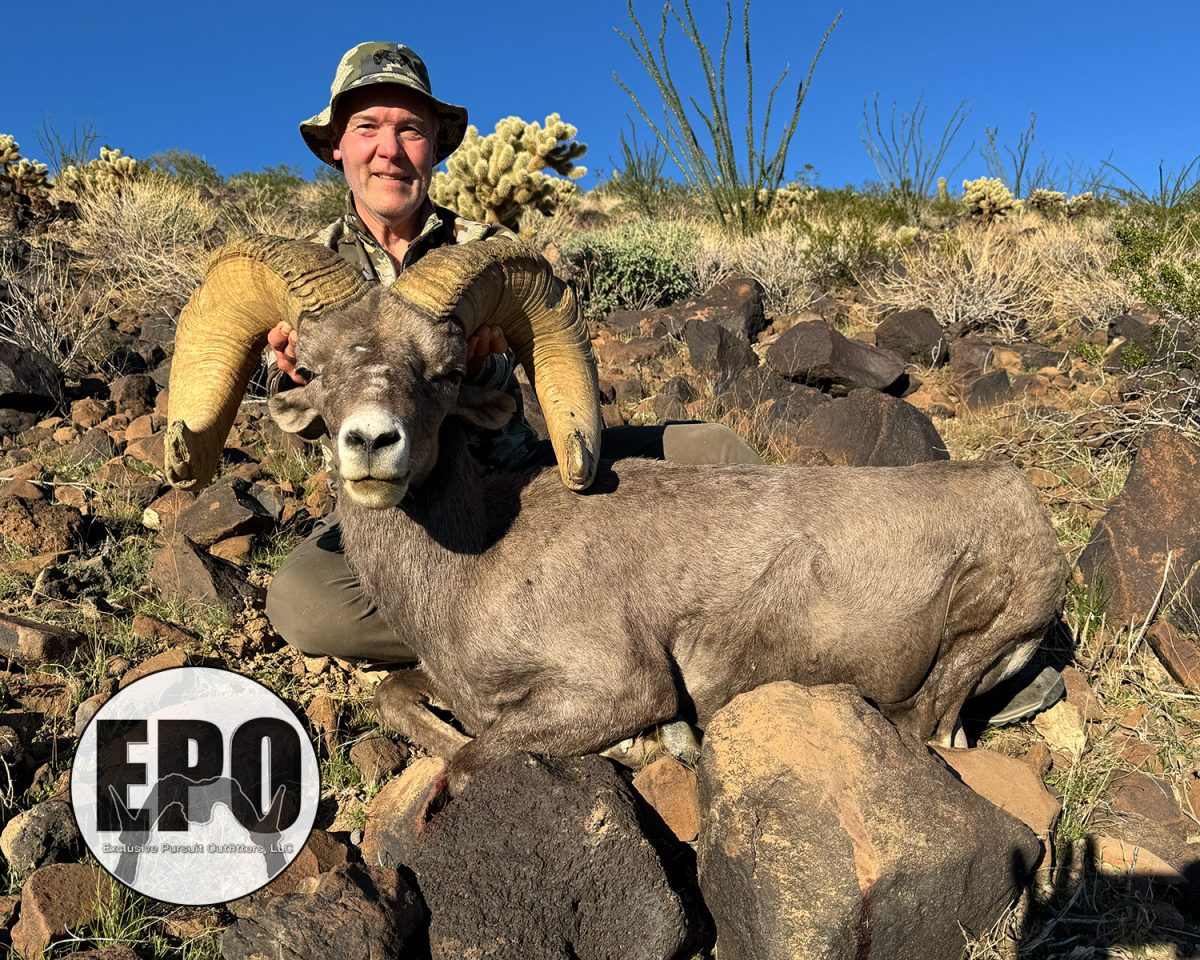Bill's Big Desert Ram