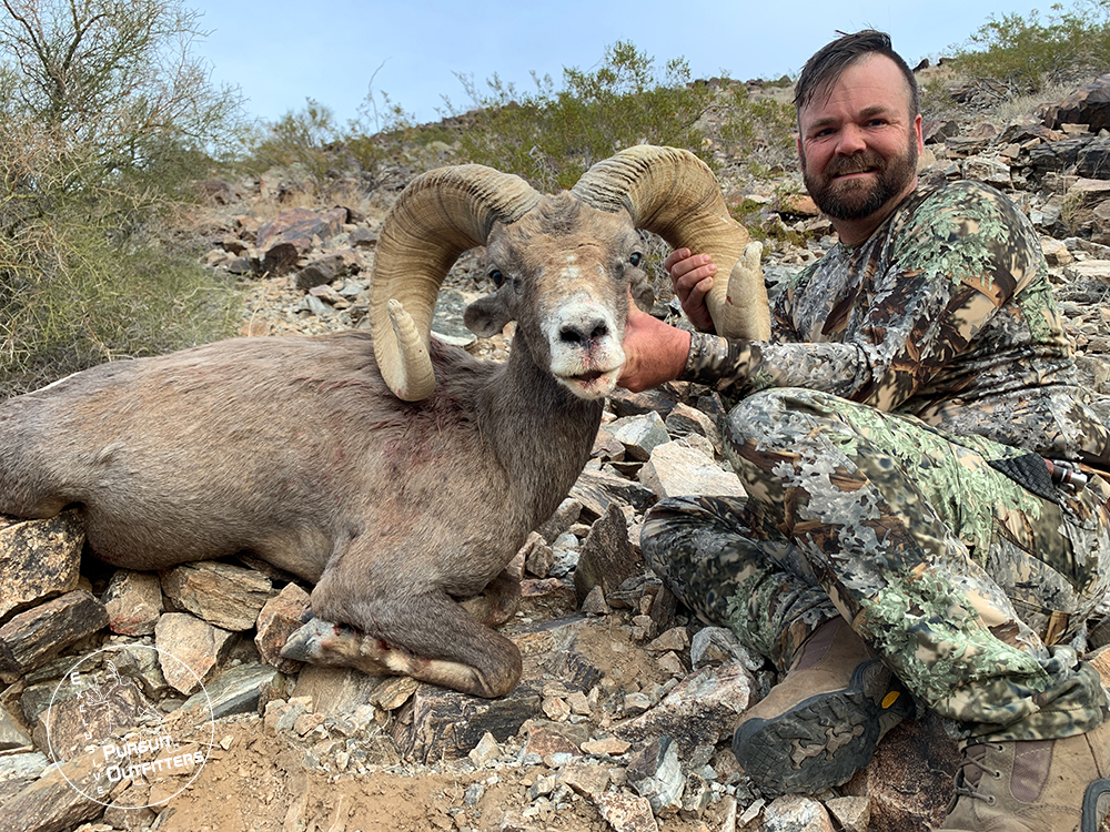 Dave's old pretty desert bighorn