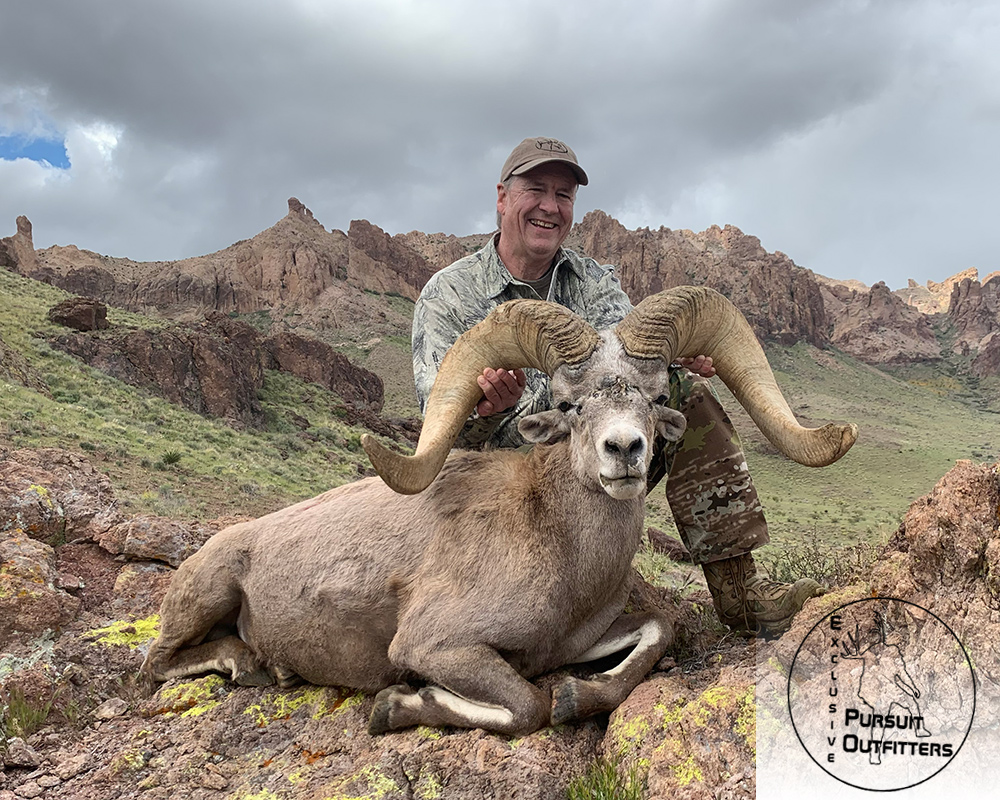 Joe's big Arizona desert bighorn sheep