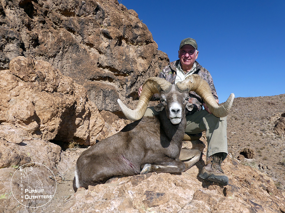 Larry's giant desert bighorn sheep