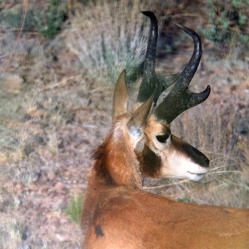 Largest Arizona Pronghorn taken in 2021 - Exclusive Pursuit Outfitters, LLC